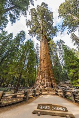 General Sherman Giant Sequoia  clipart