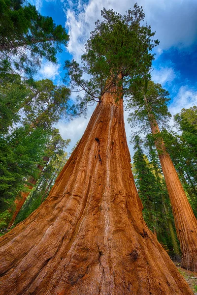 ジャイアント セコイアの木 — ストック写真
