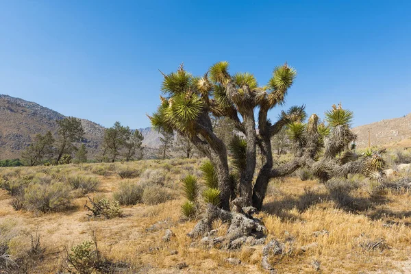 Joshua tree i öknen — Stockfoto