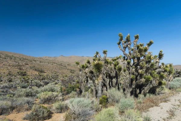 Joshua tree i öknen — Stockfoto