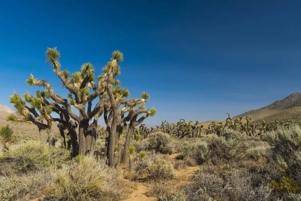 Joshua tree i öknen — Stockfoto