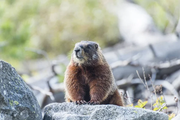 Yellow-bellied marmot in the USA — Stock Photo, Image