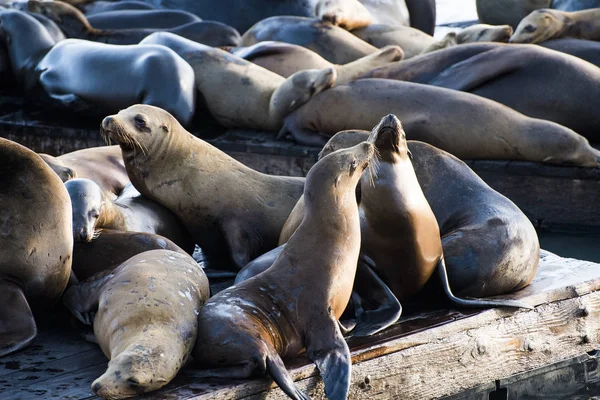 Sea Lions in the USA — Stock Photo, Image