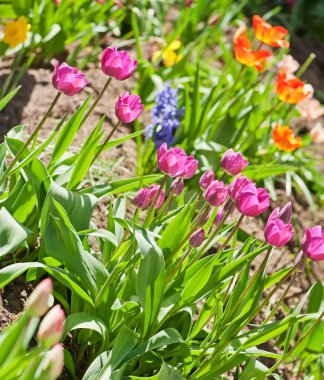 Lale çiçek arka plan