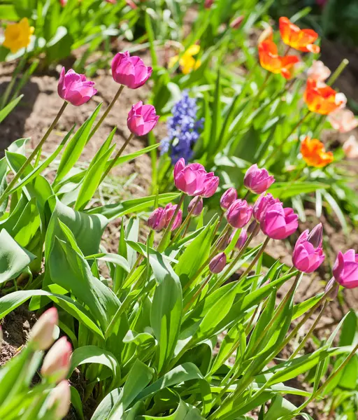 Lale çiçek arka plan