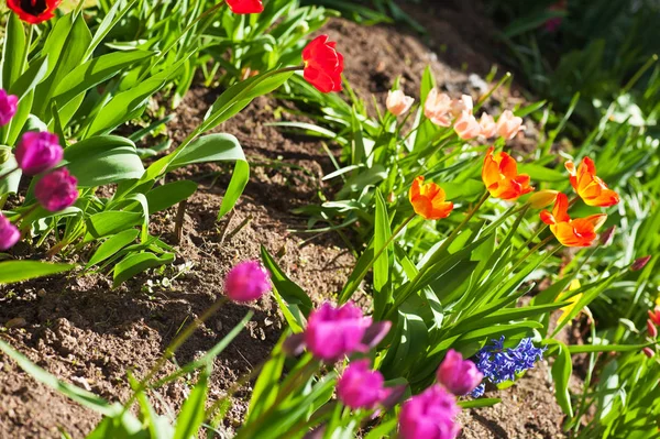Tulpaner blommor bakgrund — Stockfoto
