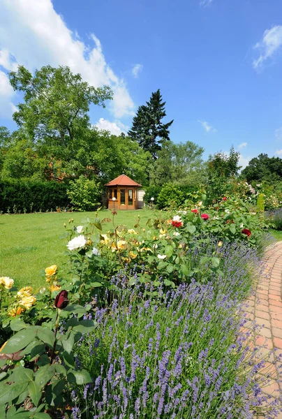 Trädgård med rosor — Stockfoto