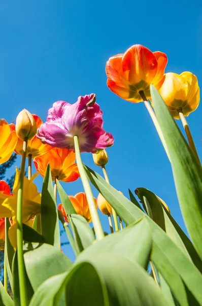 Tulipán virágok háttér — Stock Fotó