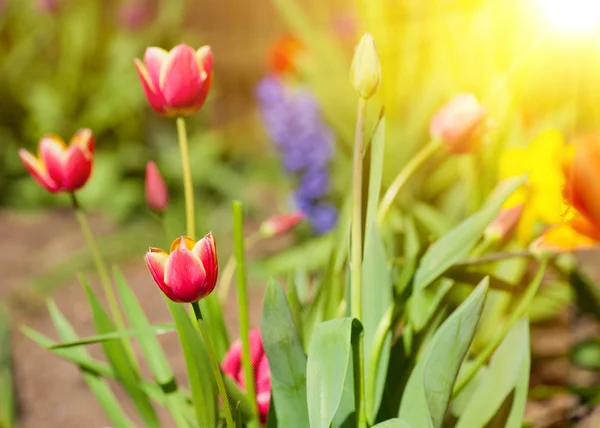 Sol e tulipas — Fotografia de Stock