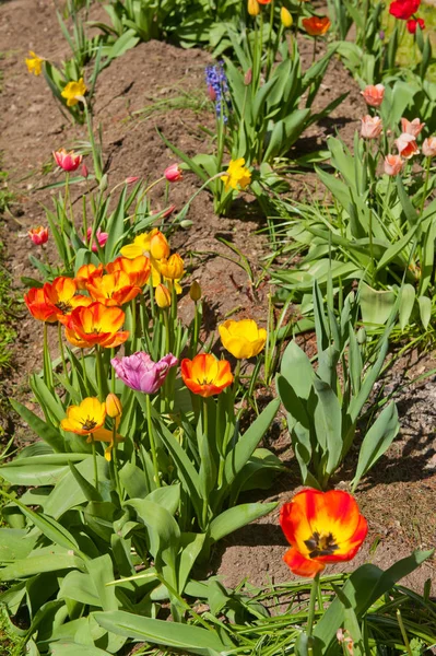 Тюльпани квіти фону — стокове фото
