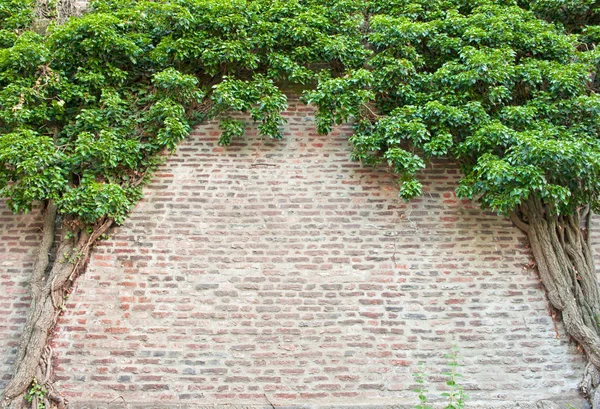 Bir duvar ile doğal çerçeve — Stok fotoğraf