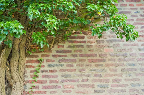 Bir duvar ile doğal çerçeve