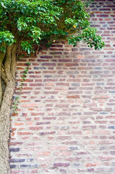 Bir duvar ile doğal çerçeve