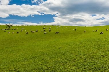 Yeni Zelanda koyun