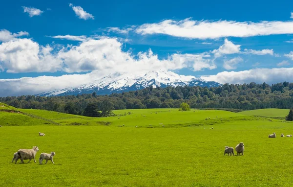 Mt. Ruapehu and fields — Stock Photo, Image