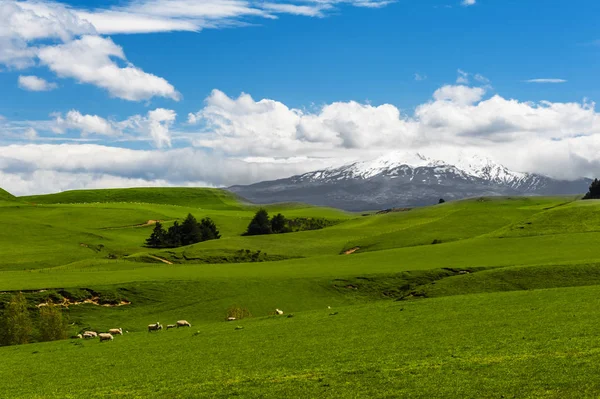 Mt. Ruapehu et champs — Photo