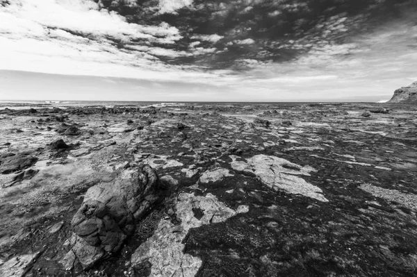 Petrified forest in the New Zealand — Stock Photo, Image