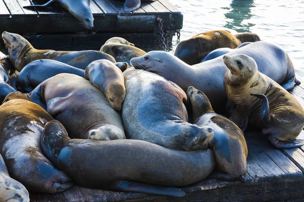 Leões marinhos nos EUA — Fotografia de Stock