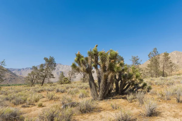 Joshua arbre dans le désert — Photo