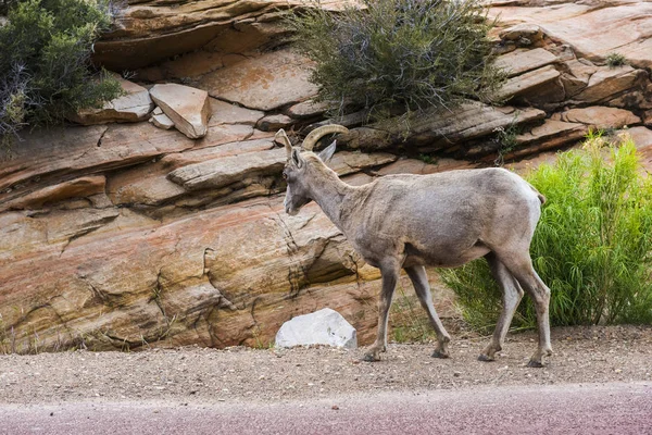 Ovejas Bighorn en los EE.UU. —  Fotos de Stock