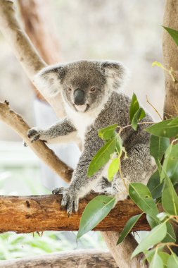 Koala Avustralya