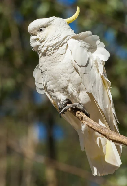 Какаду в Австралії — стокове фото