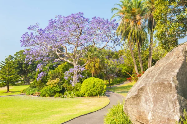 Jacaranda boom in Australië — Stockfoto