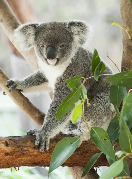 Koala in Australië — Stockfoto