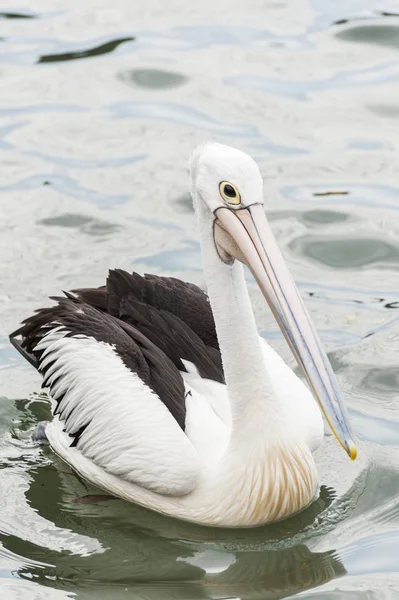 Пеликан в Австралии — стоковое фото