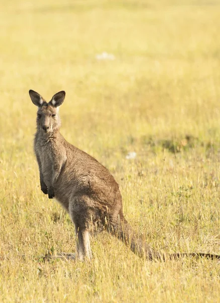 Känguru i Australien — Stockfoto