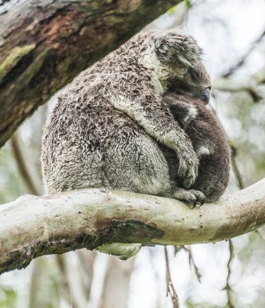 Koaly v Austrálii — Stock fotografie