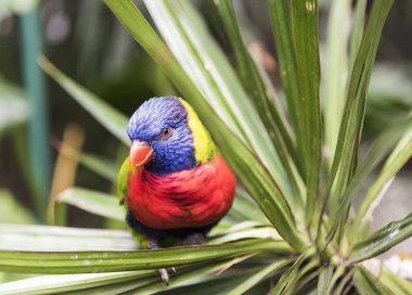 Gökkuşağı Lori, Guadeloupe