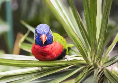 Gökkuşağı Lori, Guadeloupe