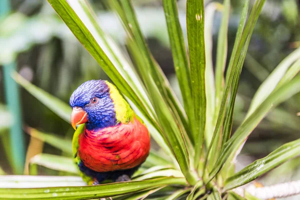 Ουράνιο τόξο lorikeet σε Γουαδελούπη — Φωτογραφία Αρχείου