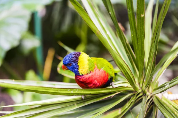 Rainbow lorikeet in Guadeloupe — Stock Photo, Image