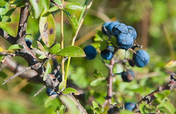 Sloe en Slovaquie — Photo