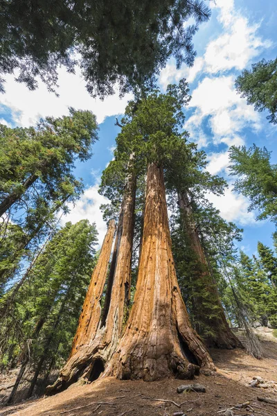 Γίγαντας sequoia δέντρα — Φωτογραφία Αρχείου