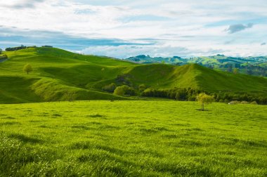Yeni Zelanda'nın tepeleri