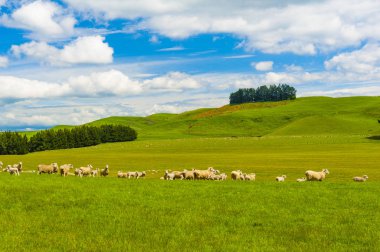 Yeni Zelanda koyun