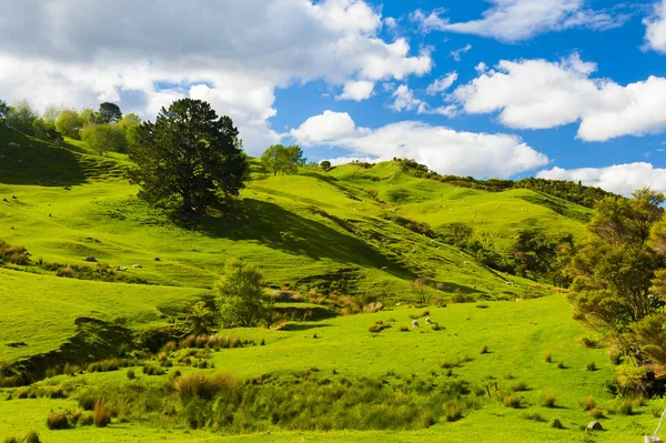 Wzgórza w Nowej Zelandii — Zdjęcie stockowe