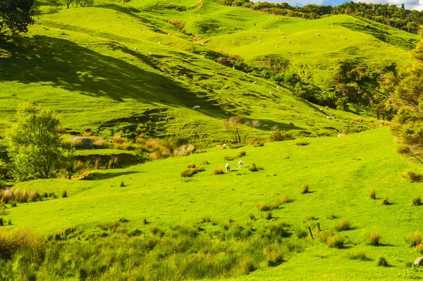 Collines de la Nouvelle-Zélande — Photo
