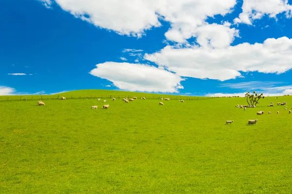 Schafe im Neuseeland — Stockfoto