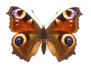 Avrupa peacocok kelebek