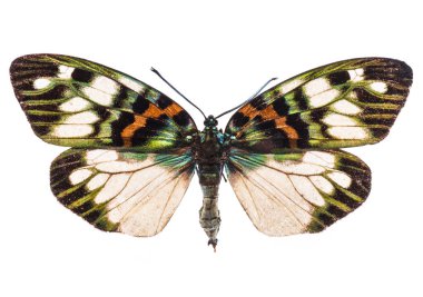 Erasmia Pulchella beyaz izole Chinensis