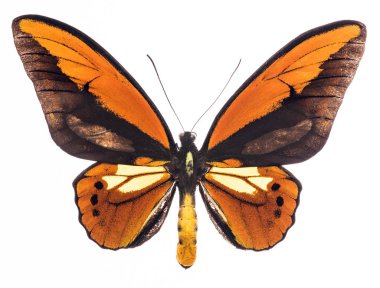 Ornithoptera Karun kadar zenginmiş tropikal kelebek izole