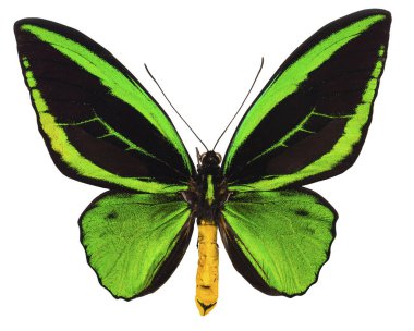 Ornithoptera priamus tropikal kelebek izole