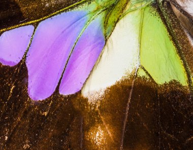 Mor benekli swallowtail kanat