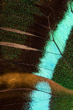 Tavus kuşu swallowtail (Papilio Blumei) kanat