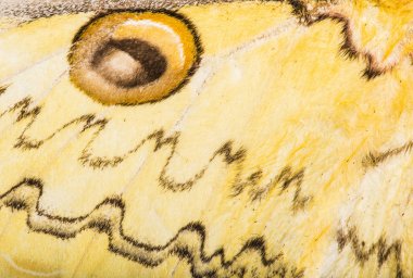 Loepa megacore güve kanat arka plan