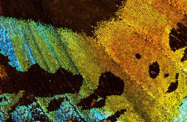 Madagascan gün batımı güve (Chrysiridia rhipheus) ayrıntılı bir kanat